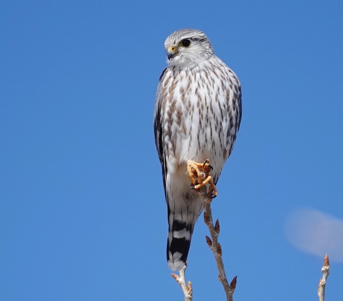 Merlin - Rene Laubach