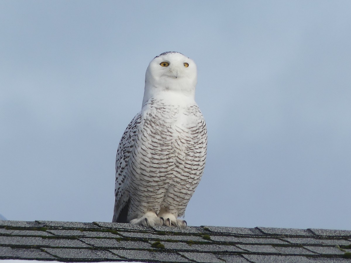 Snowy Owl - ML424260511