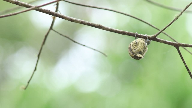 Bar-breasted Piculet - ML424260811