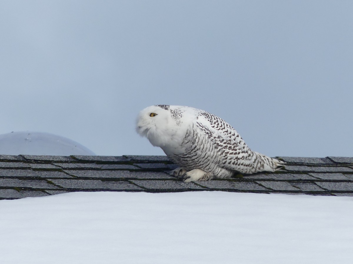 Snowy Owl - ML424260951