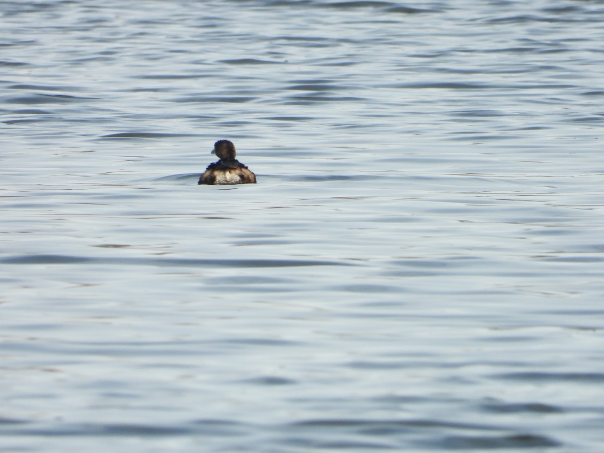 Pied-billed Grebe - ML424261441