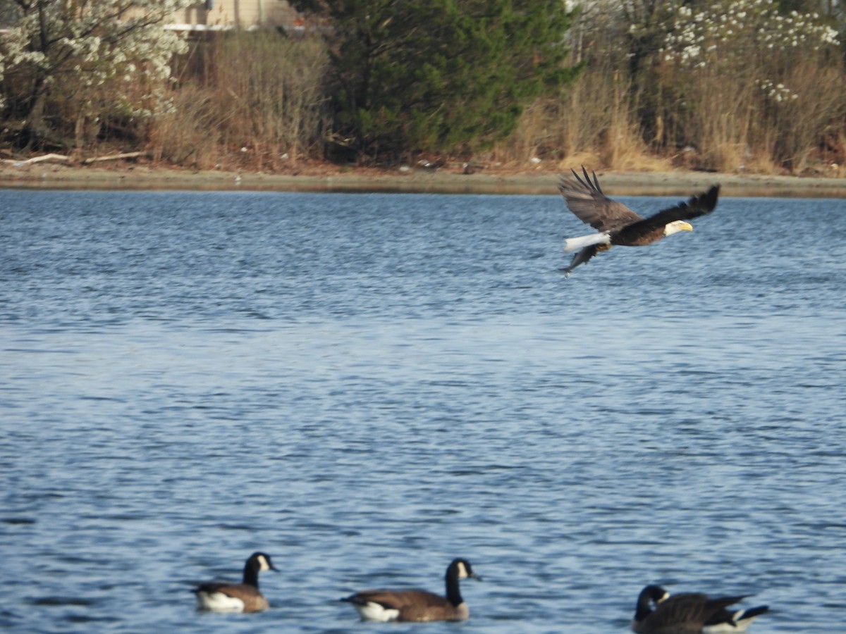 Bald Eagle - ML424261451