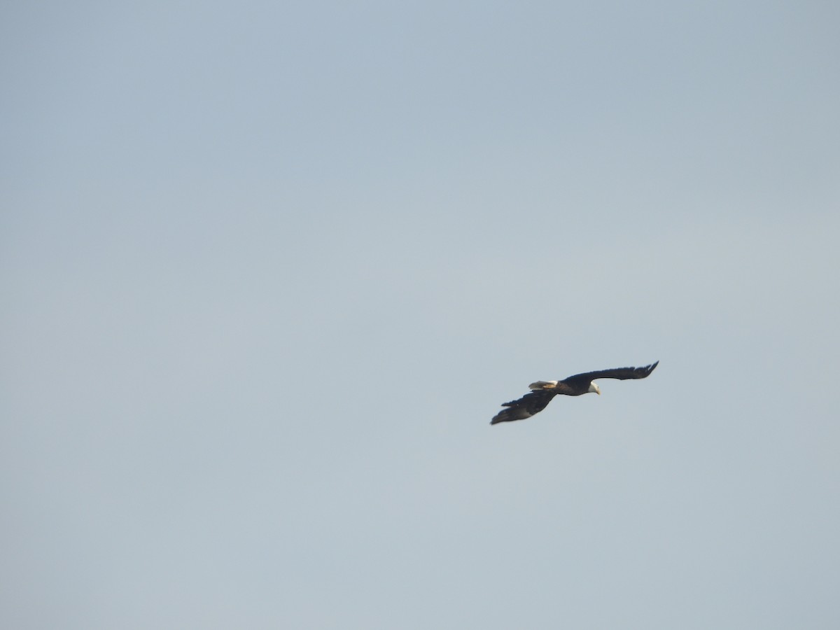 Bald Eagle - ML424261511