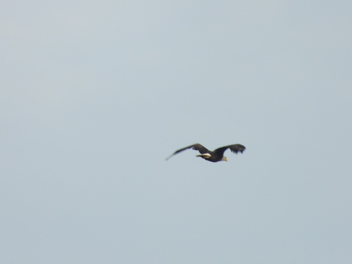 Bald Eagle - ML424261561