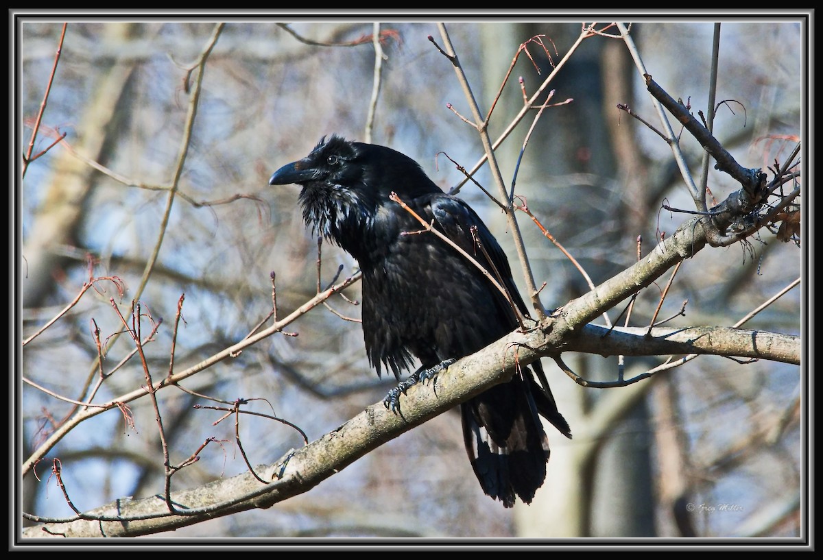 Common Raven - ML424261901