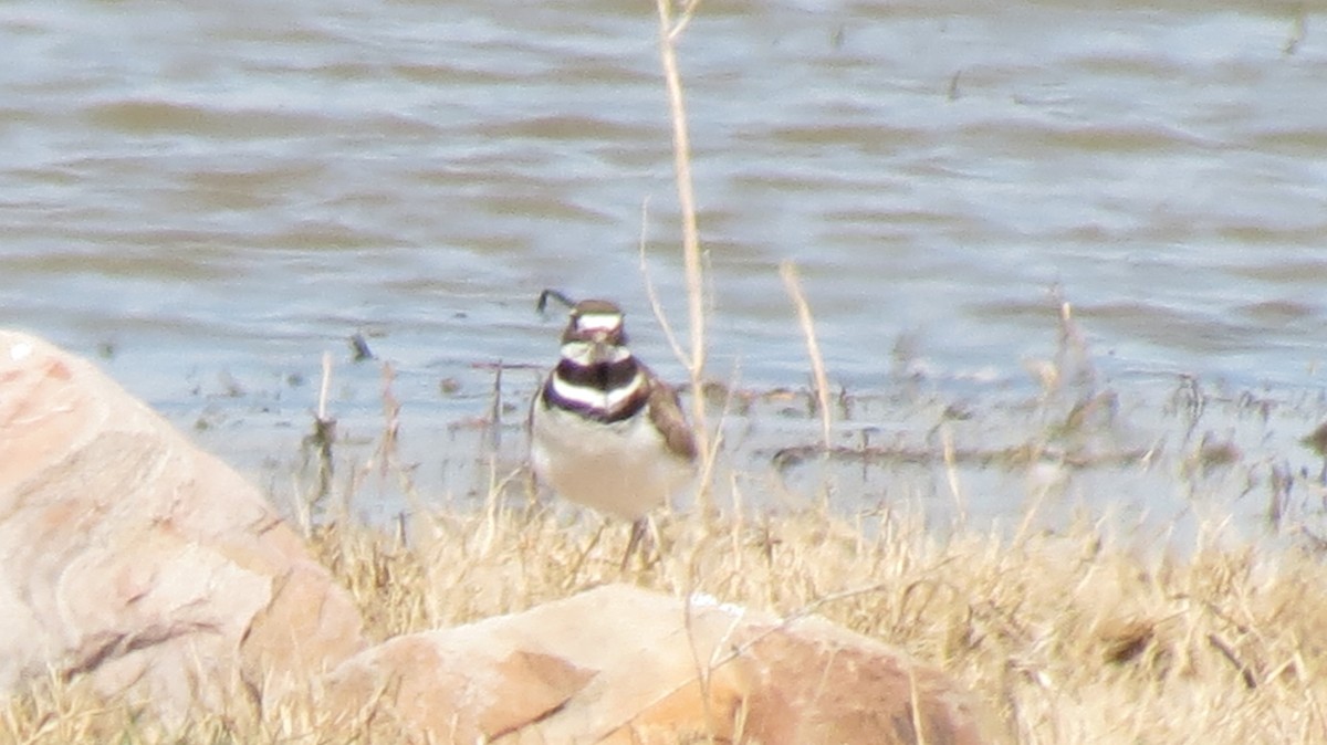 Killdeer - ML424264171