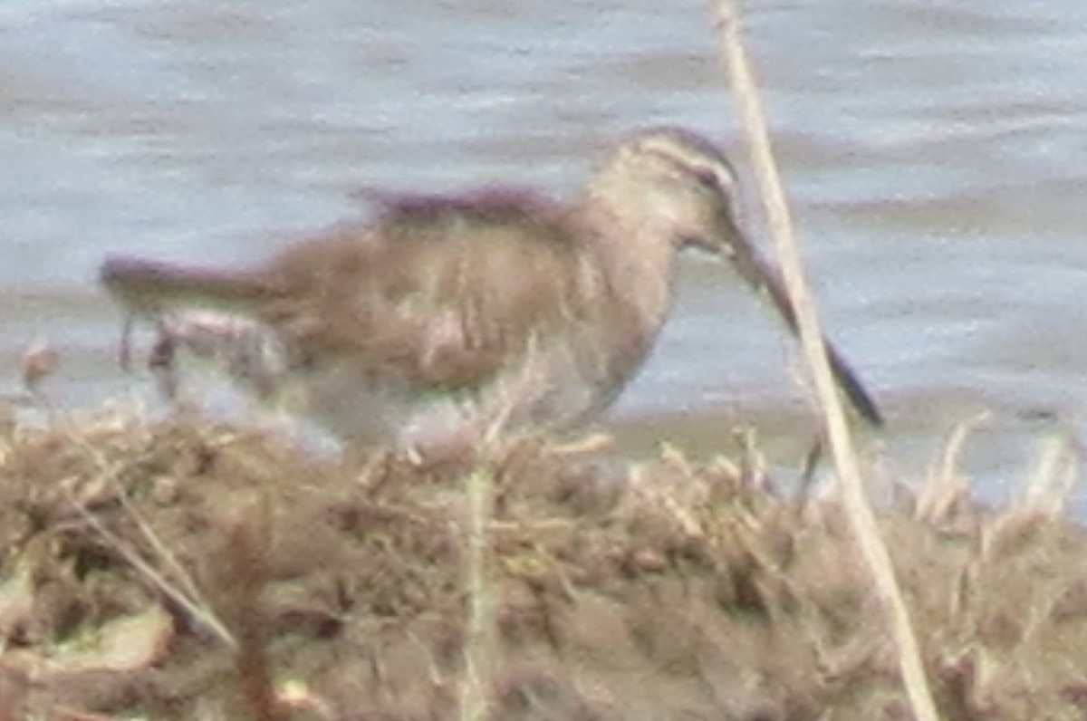 Long-billed Dowitcher - ML424264221