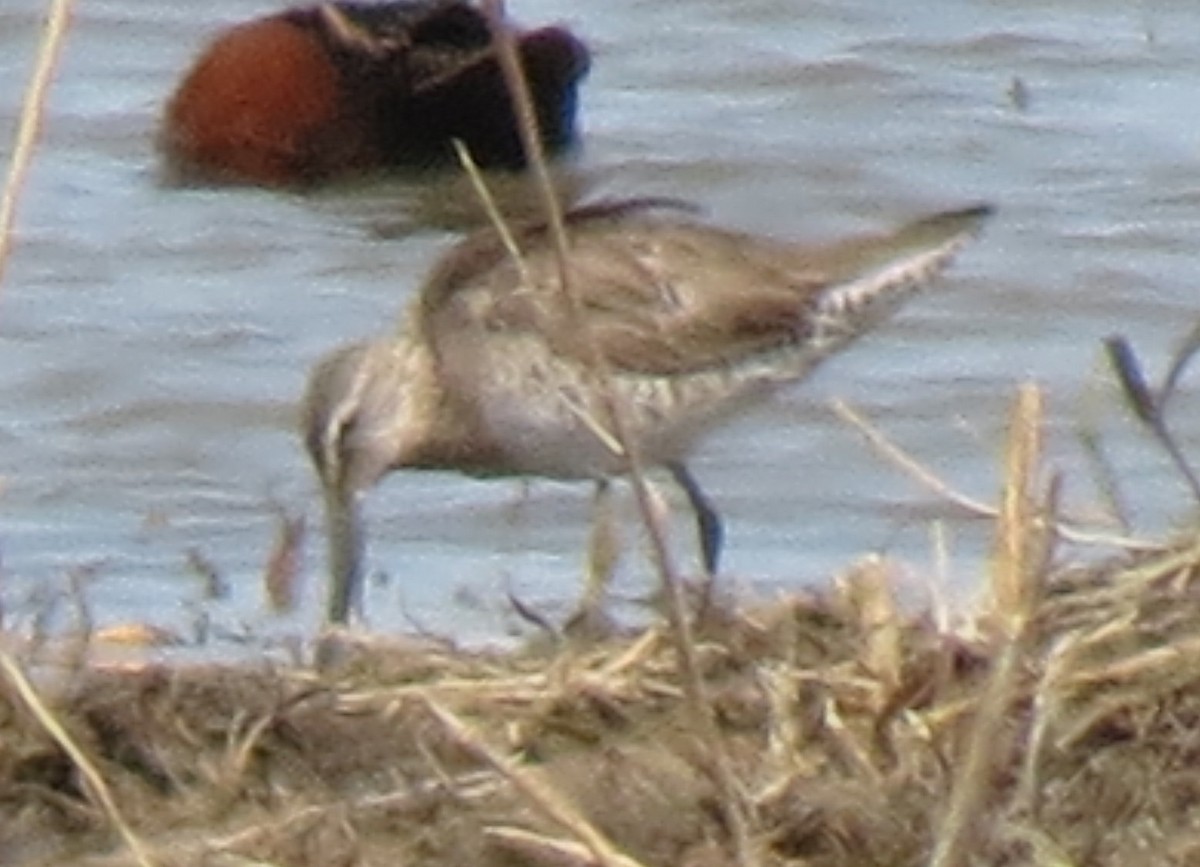 Long-billed Dowitcher - ML424264231