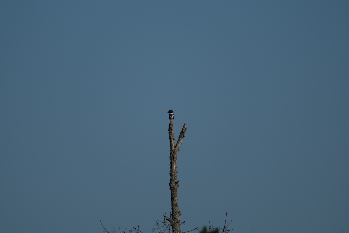 Belted Kingfisher - ML424264701