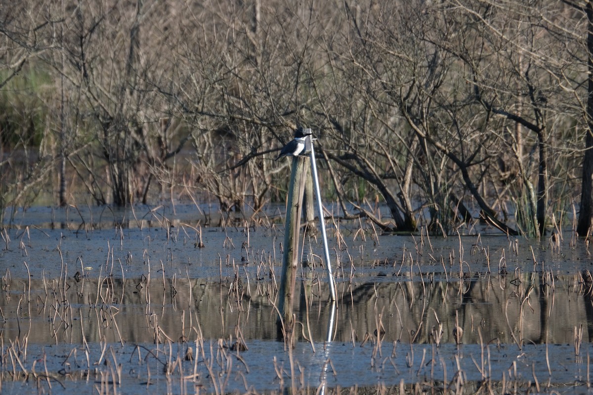 Belted Kingfisher - ML424264741