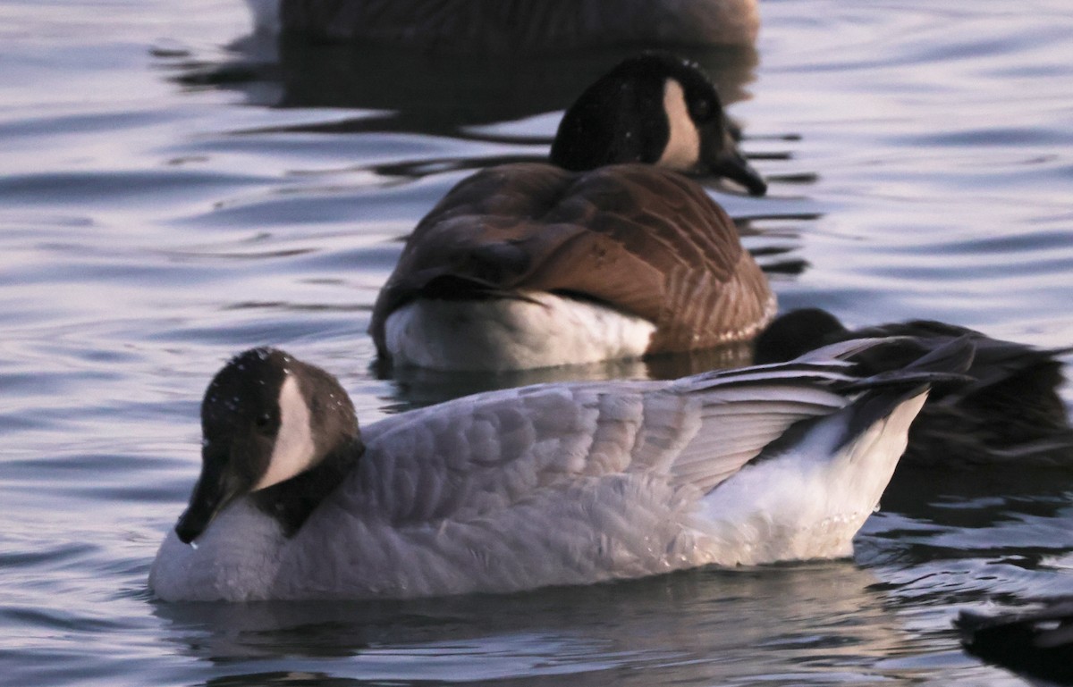 Canada Goose - ML424264751