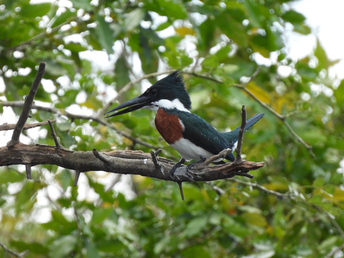 Amazon Kingfisher - ML424264901