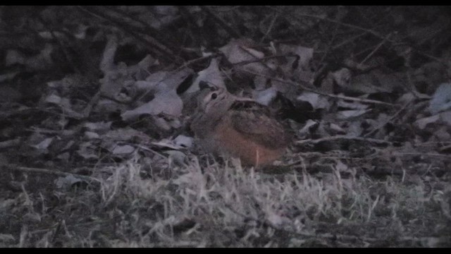 American Woodcock - ML424266051