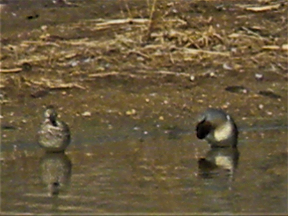 Green-winged Teal (American) - Rick Keyser