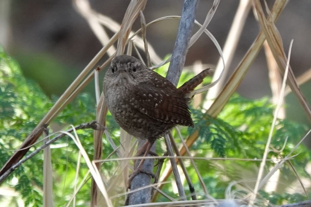 Winter Wren - ML424266791