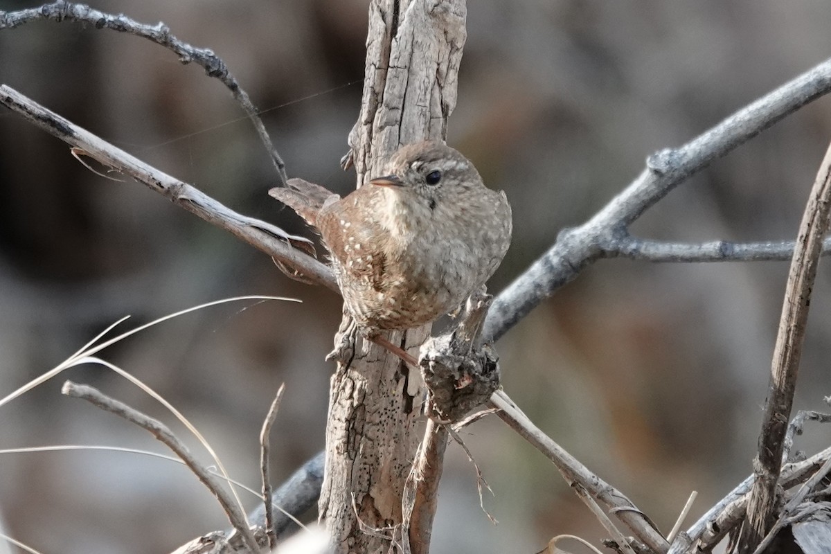 Winter Wren - ML424266801