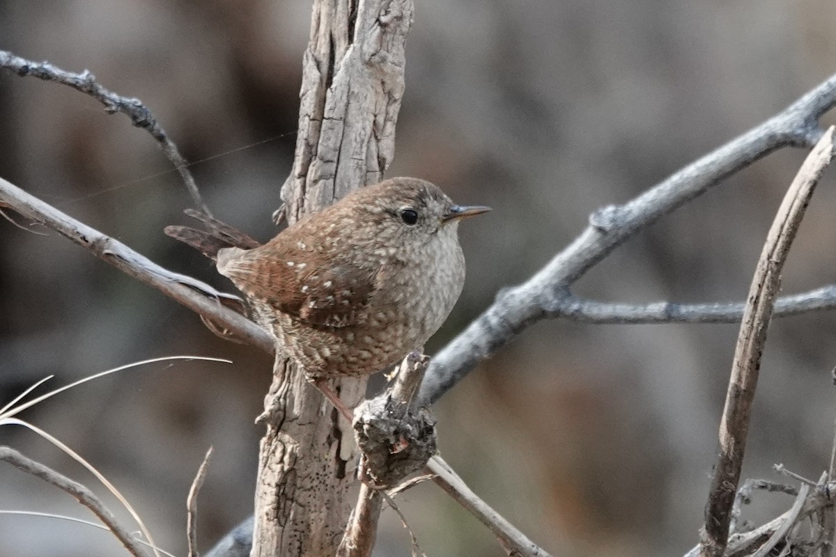 Winter Wren - ML424266821