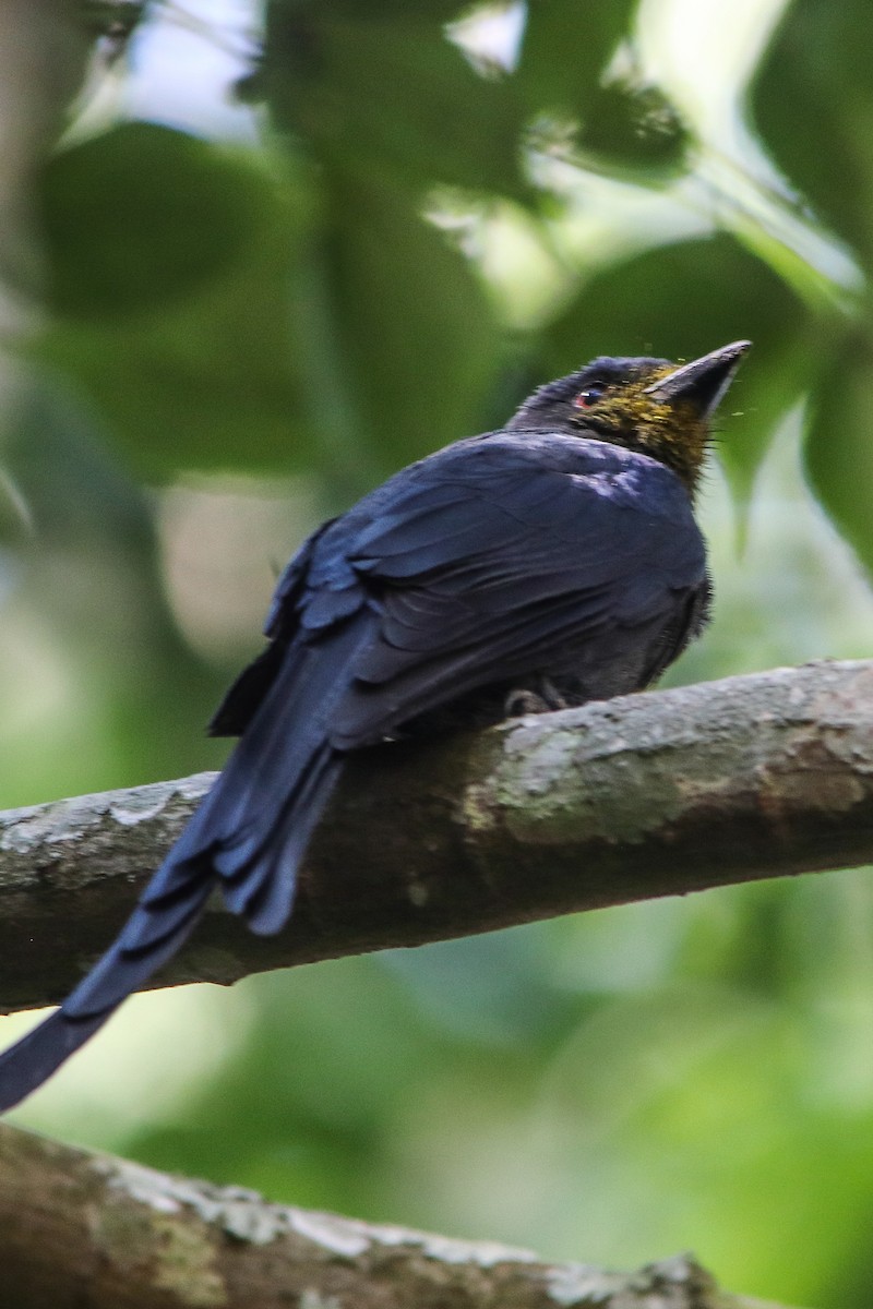 drongo kouřový - ML424268491