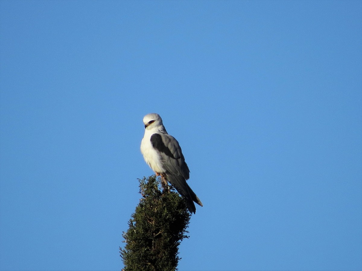 White-tailed Kite - ML424269461