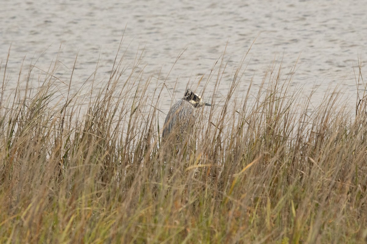 Yellow-crowned Night Heron - ML424269871