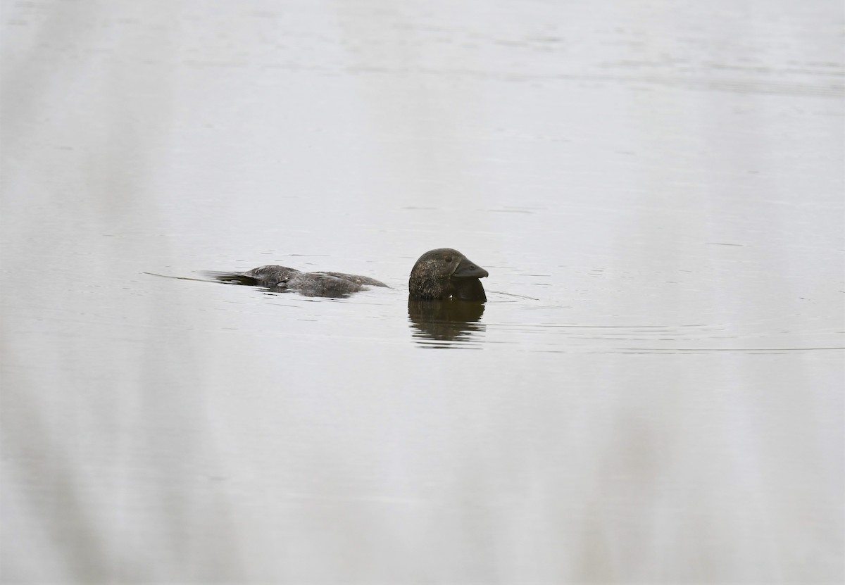 Musk Duck - ML424270711