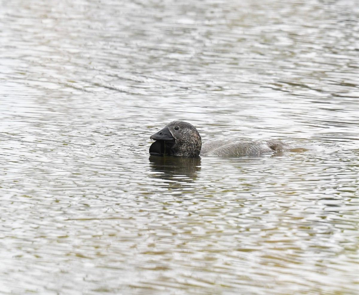 Musk Duck - ML424270801