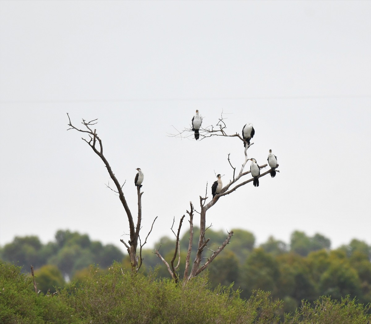 Little Pied Cormorant - ML424270861
