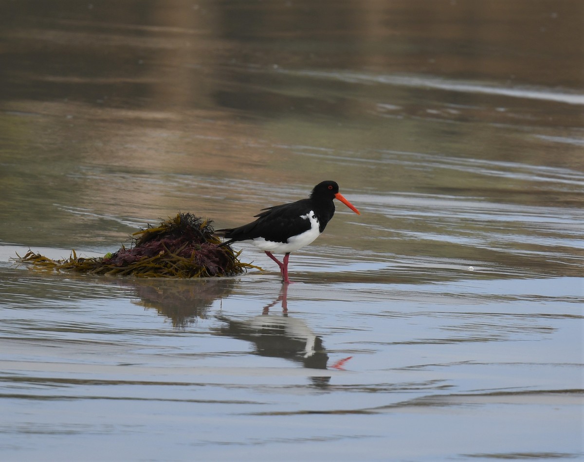 Pied Oystercatcher - ML424271181