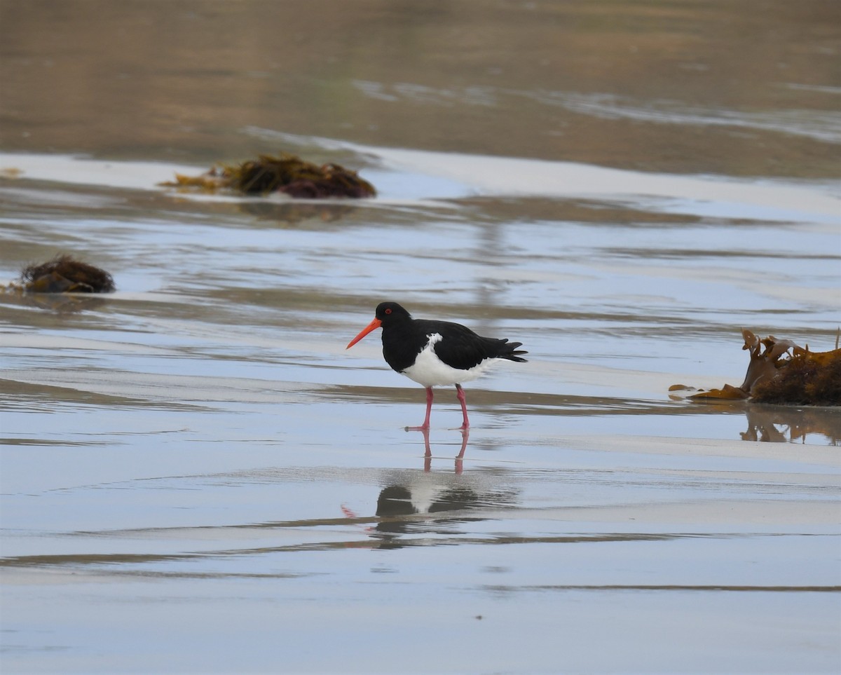 Pied Oystercatcher - ML424271231