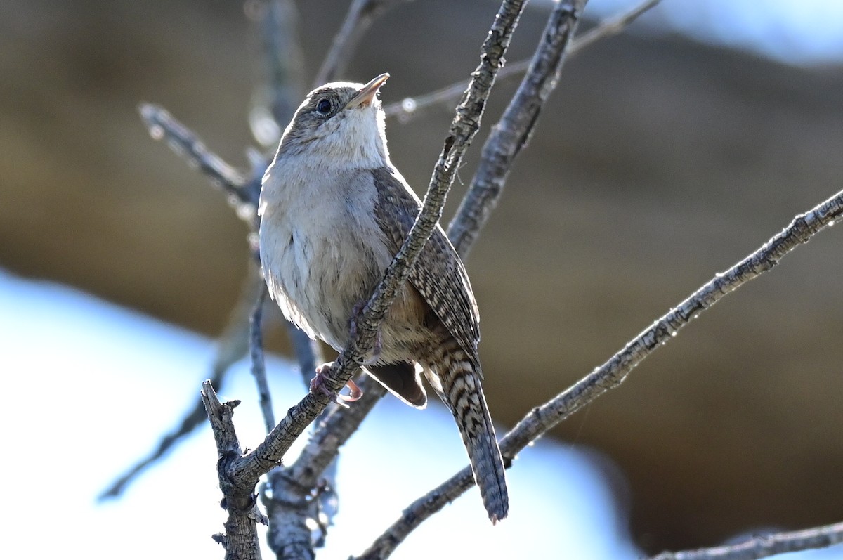 House Wren - ML424272901