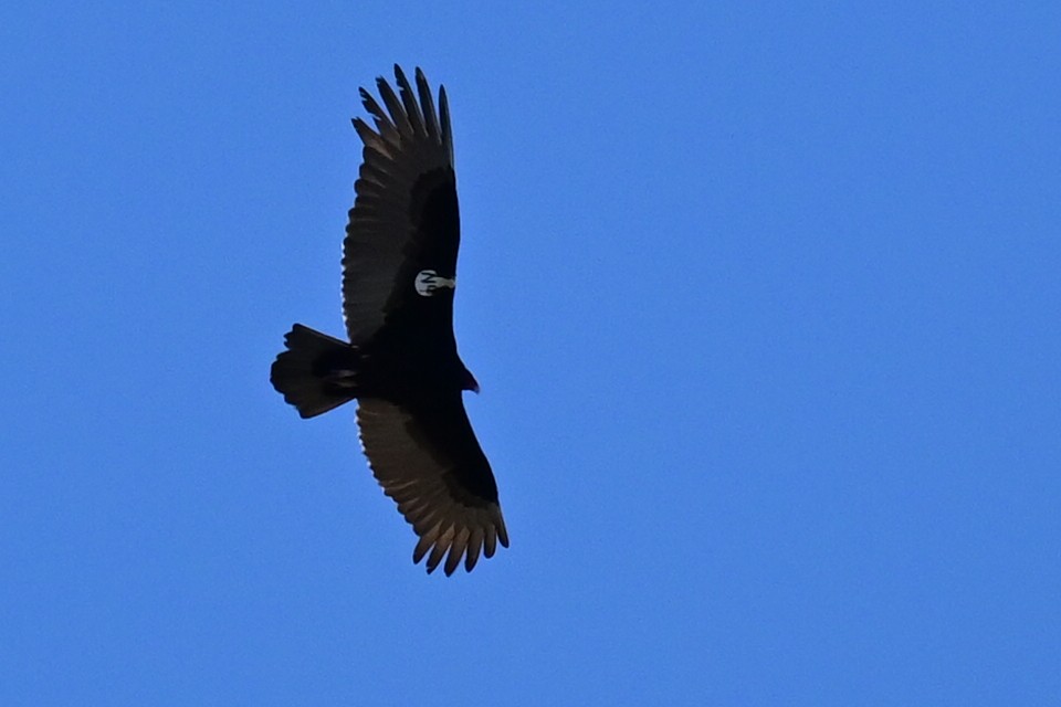 Turkey Vulture - ML424273841