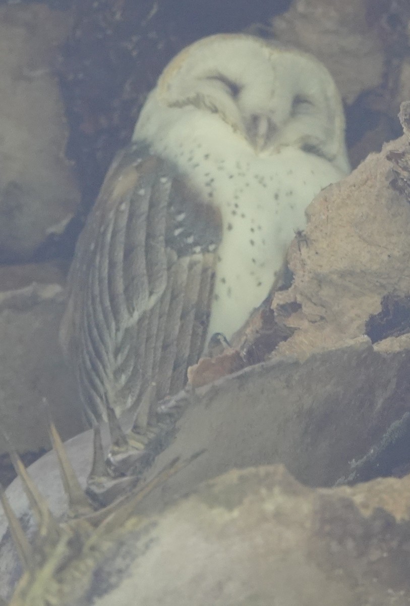 Barn Owl (Eastern) - ML424274251