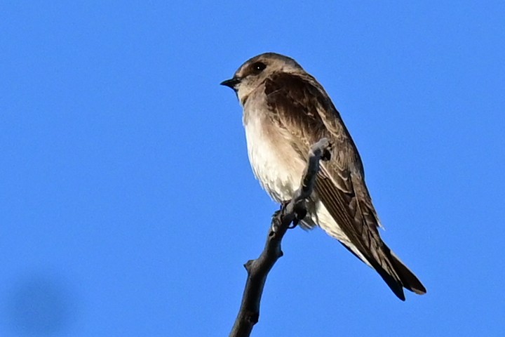Northern Rough-winged Swallow - ML424274441