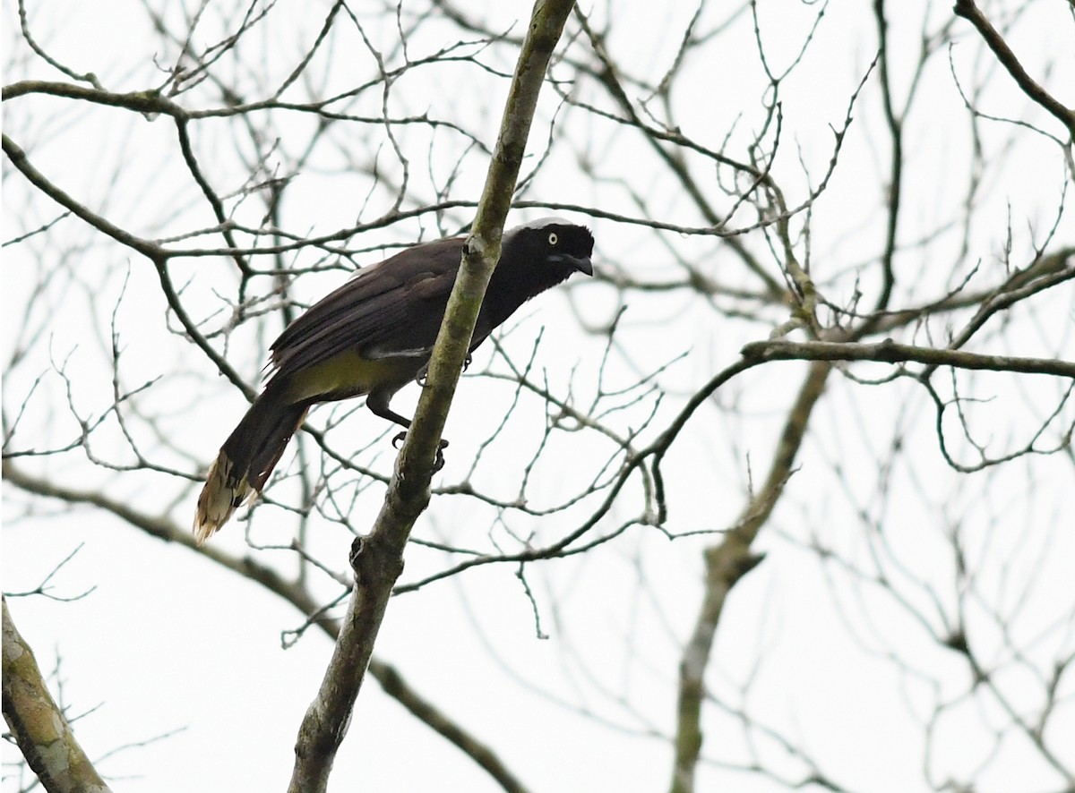 Azure-naped Jay (Azure-naped) - ML424275231