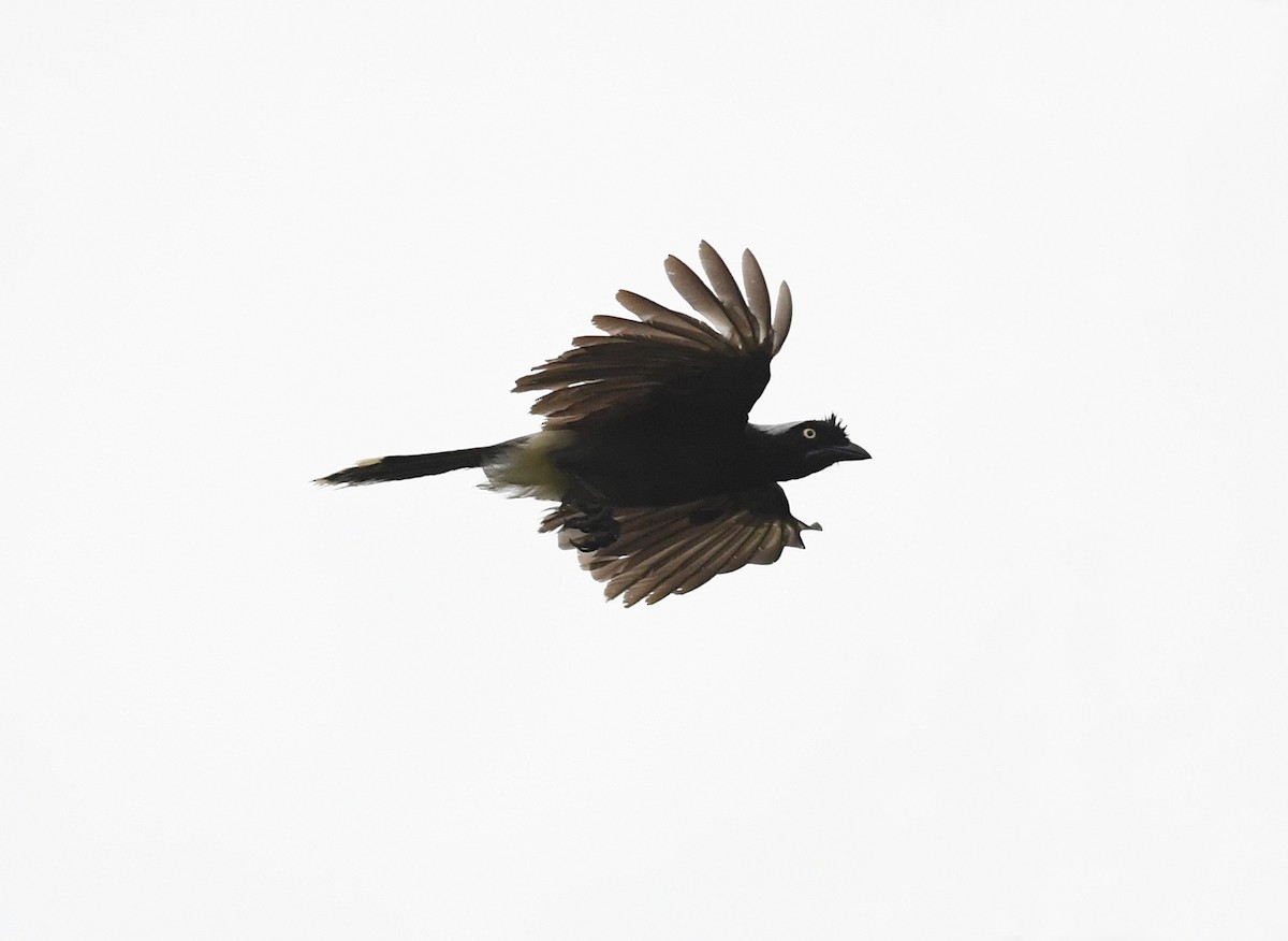 Azure-naped Jay (Azure-naped) - ML424275241