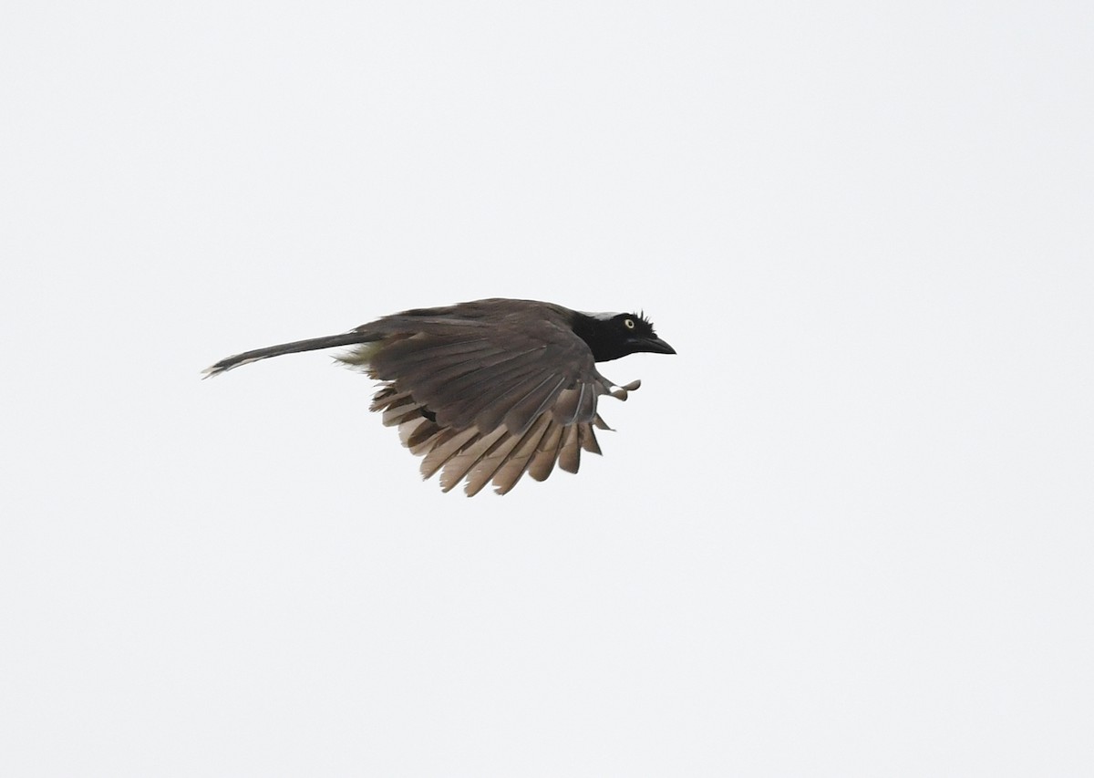 Azure-naped Jay (Azure-naped) - ML424275251