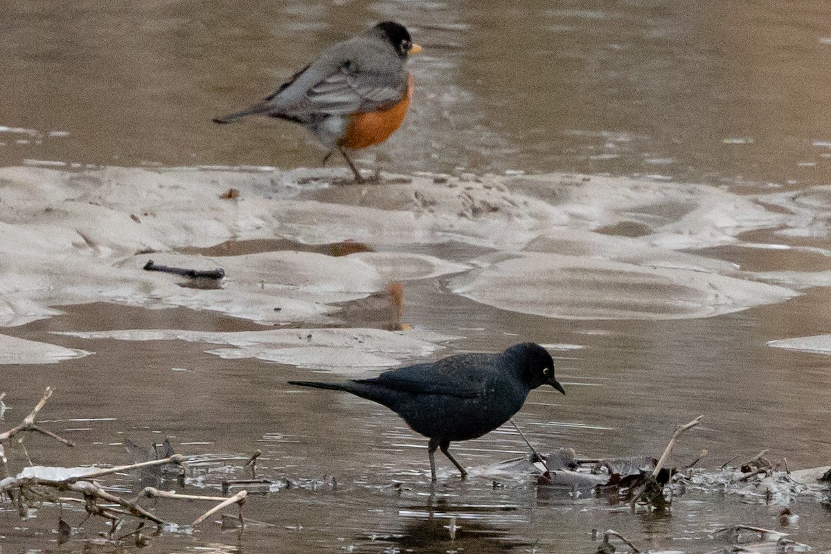 Rusty Blackbird - ML424275321