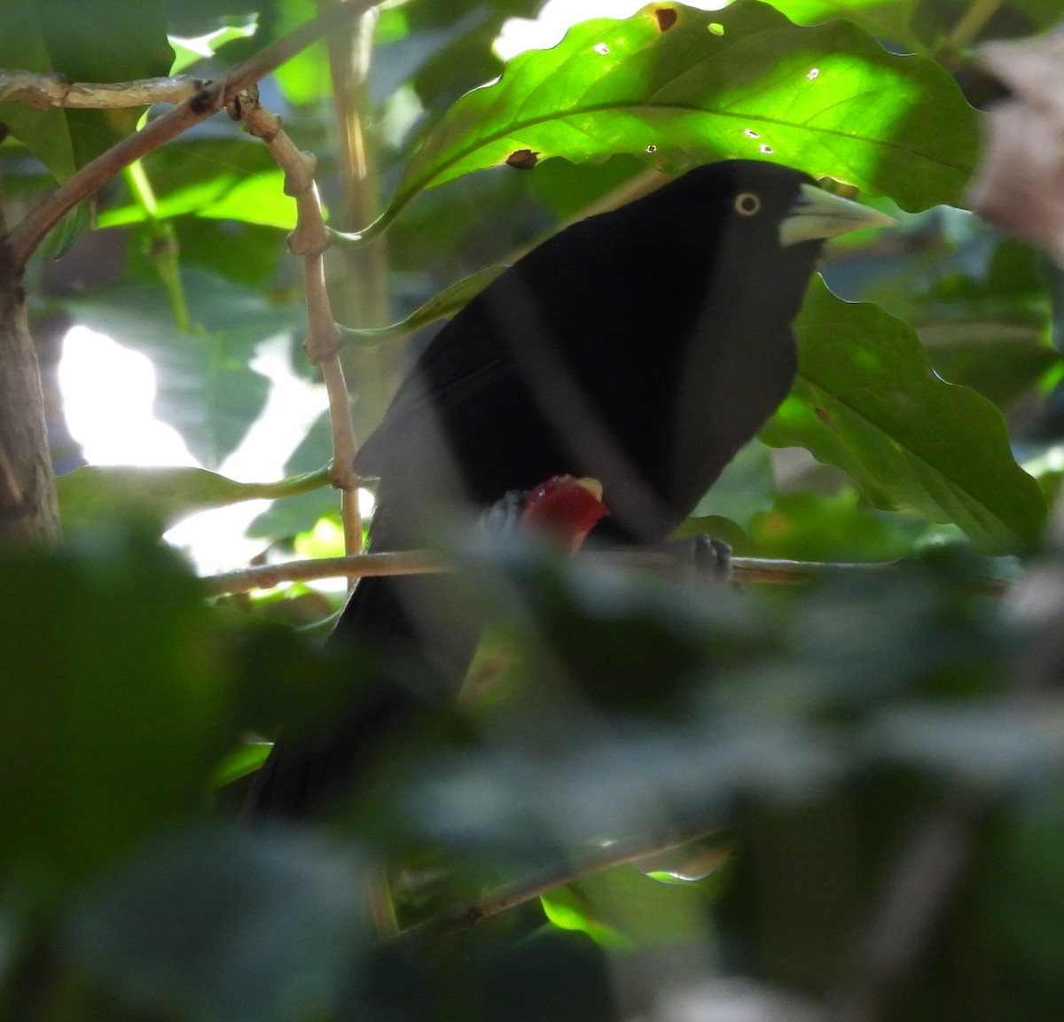 Yellow-billed Cacique (Prevost's) - ML424277731