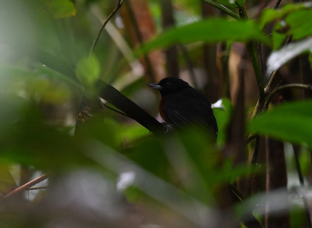 Black Bushbird - ML424278261