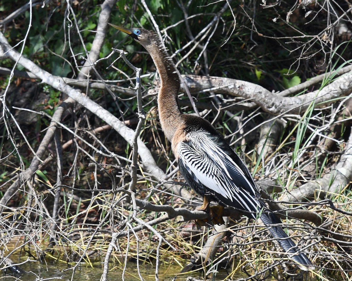 Anhinga - barbara segal