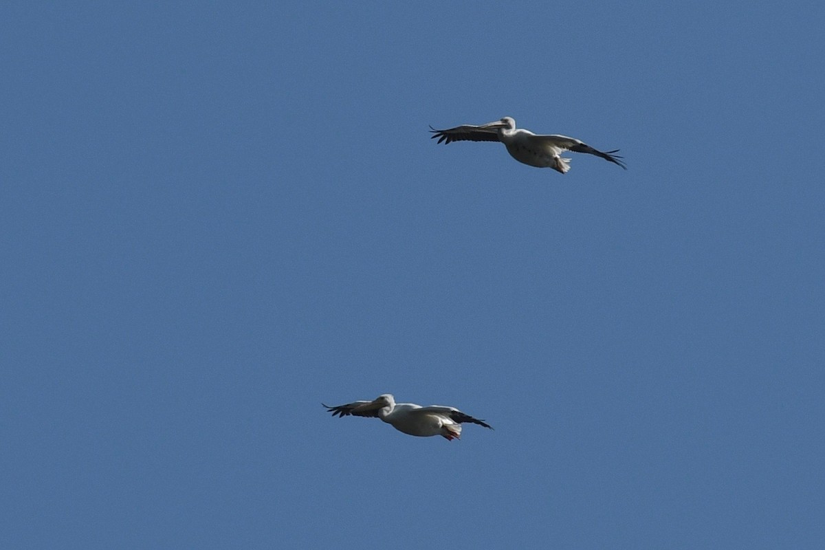 American White Pelican - ML424279011