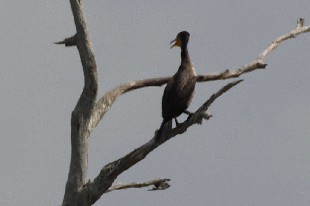 Double-crested Cormorant - barbara segal