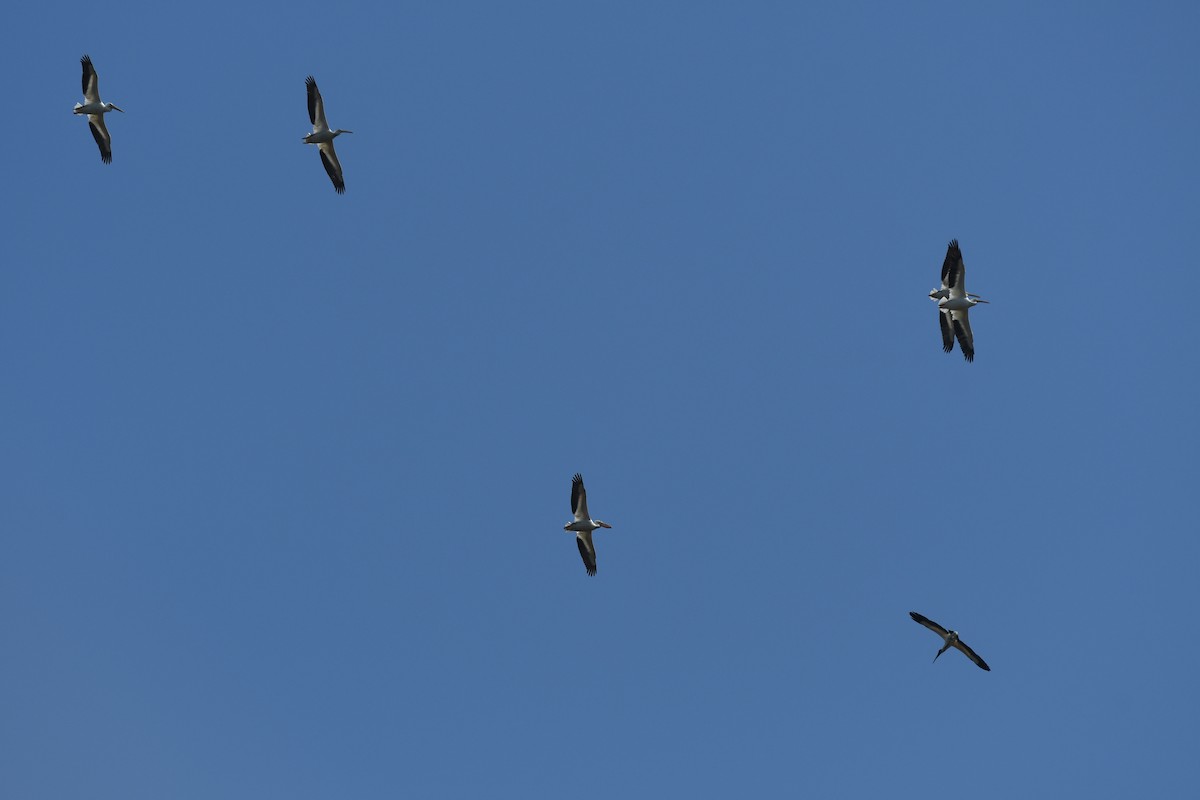 American White Pelican - ML424279171