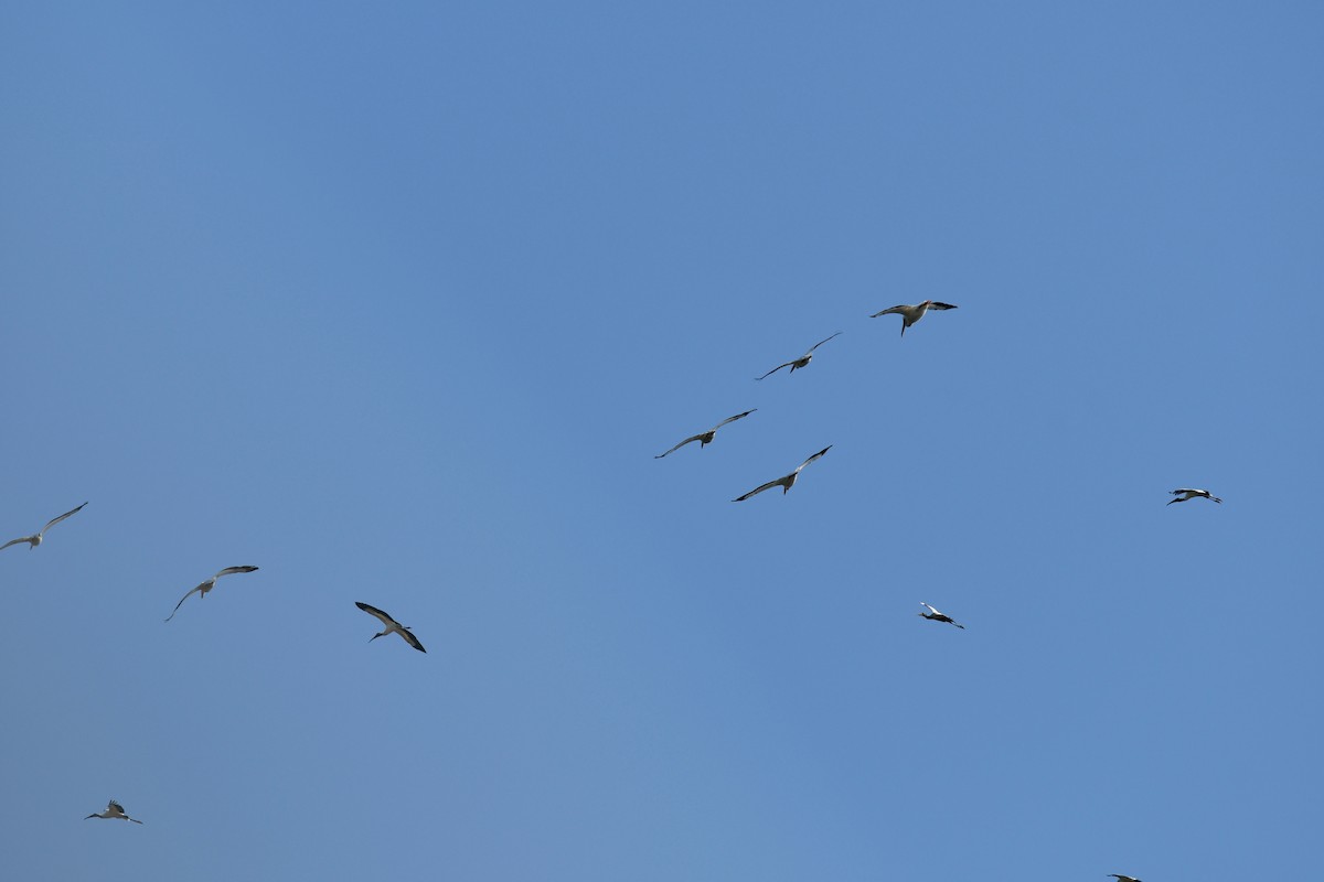 American White Pelican - ML424279231