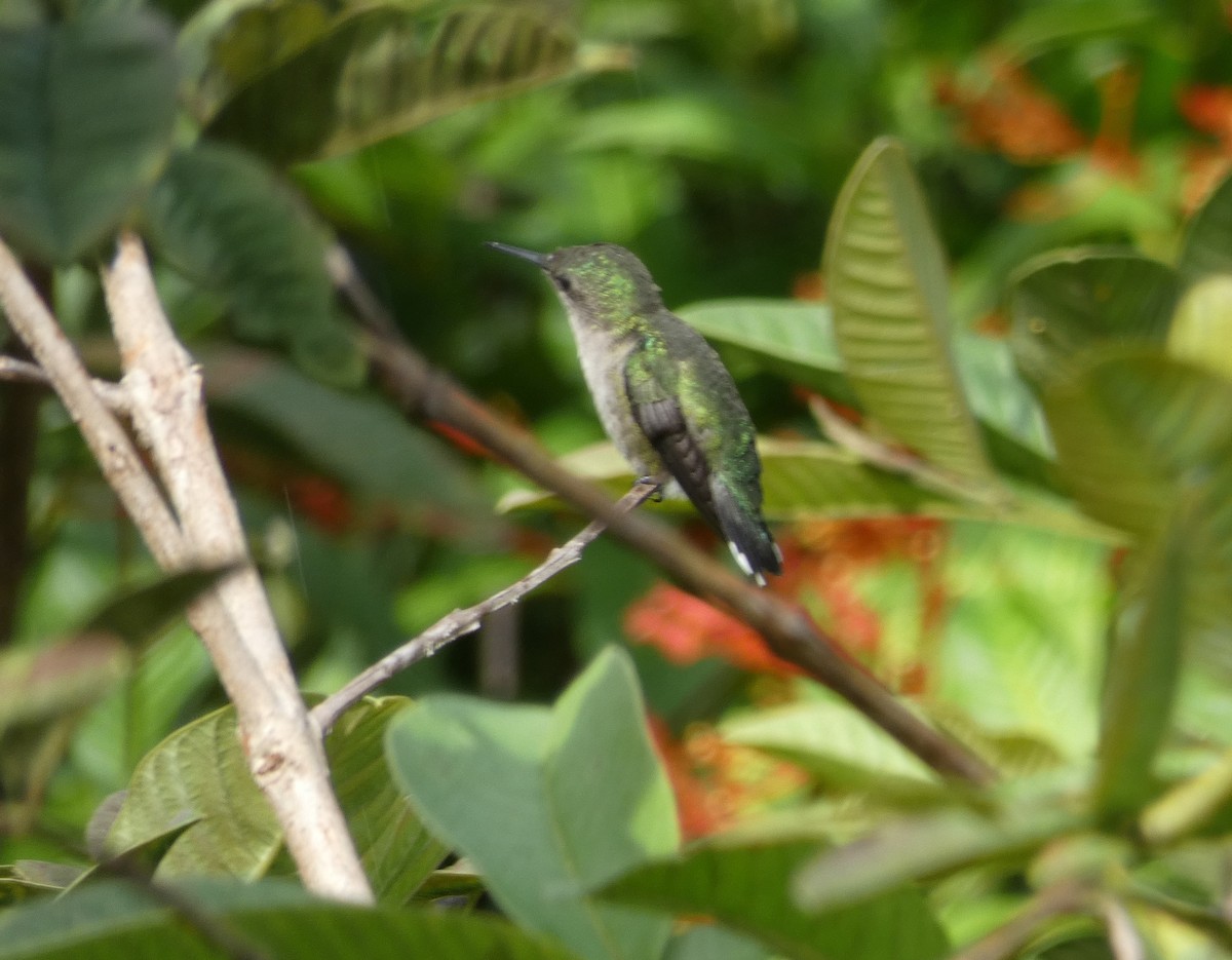 Vervain Hummingbird - Peter Osenton