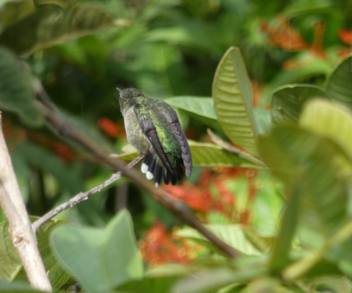 Vervain Hummingbird - Peter Osenton