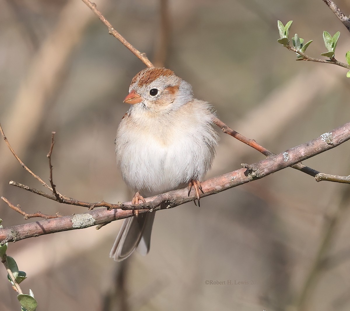 Field Sparrow - ML424280011