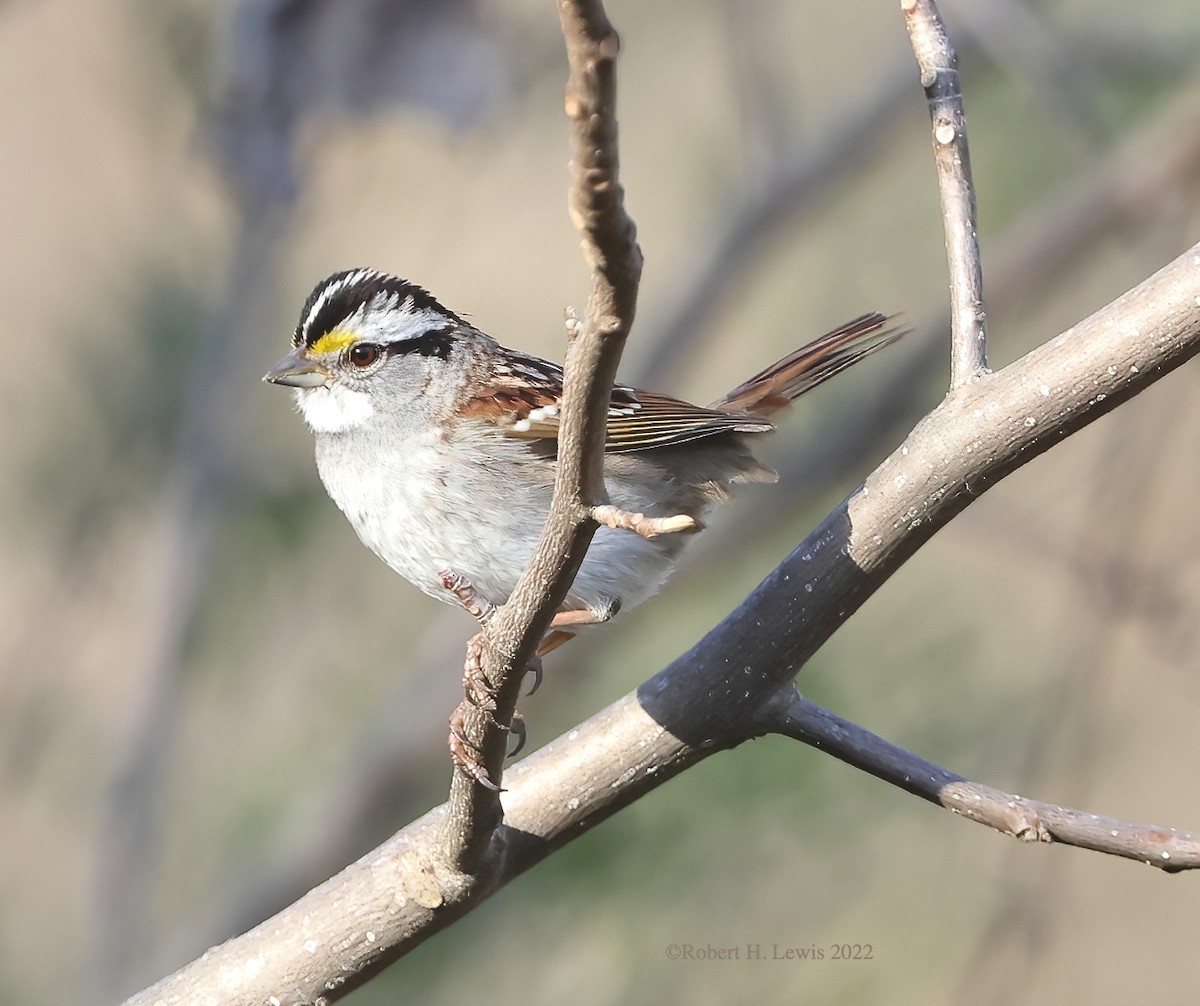 White-throated Sparrow - ML424280051