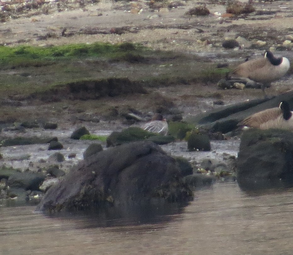 Pink-footed Goose - ML42428011