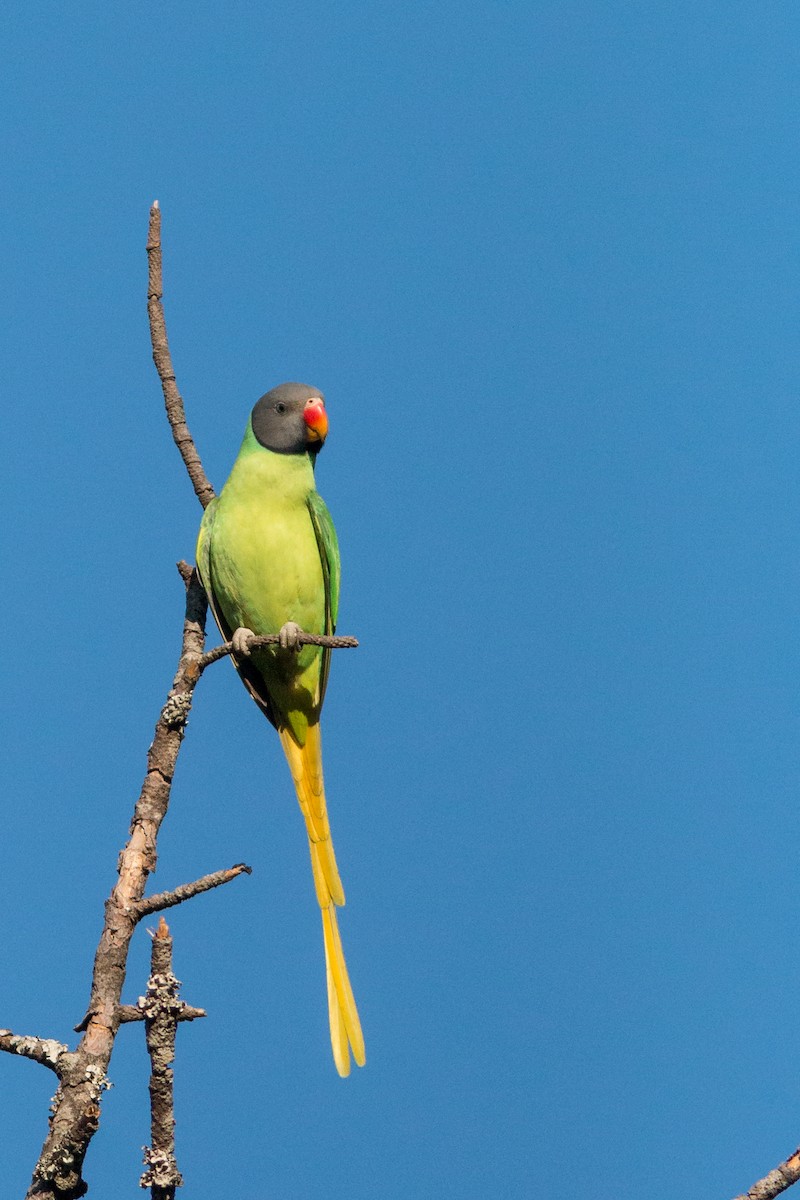 Slaty-headed Parakeet - Raghu Nathan